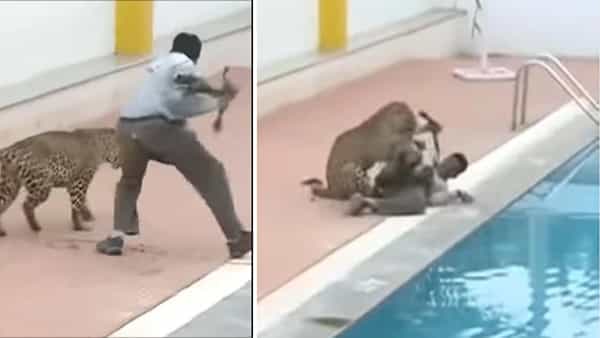 Viral Video: వ్యక్తిపై చిరుత దాడి.. అతను చేసిన పనికి పరార్.. సోషల్ మీడియాలో వీడియో వైరల్