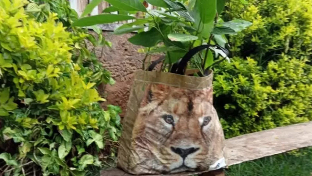 Lion Print Carrefour Carrie
