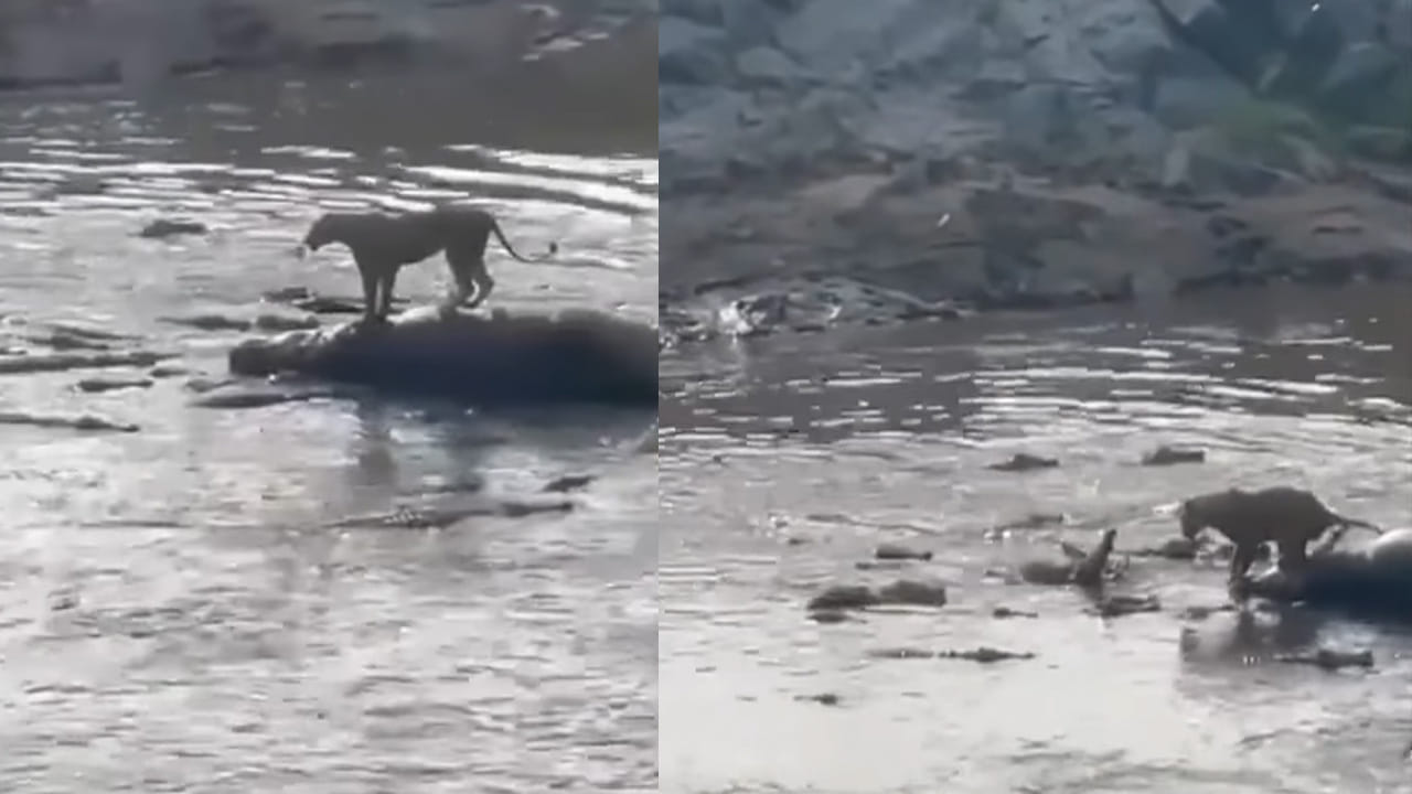 Viral Video: సింహాన్ని రౌండప్ చేసిన మొసళ్లు.. అష్ట దిగ్బంధనం.. చివరకు