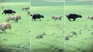 Viral Video: దాడి చేయడానికి వచ్చిన సింహాలకే చుక్కలు చూపించాయిగా.. వీడియో వైరల్