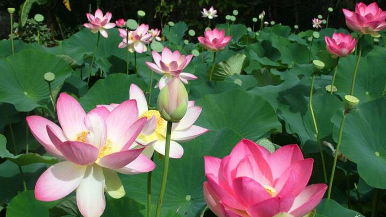 Lotus Benefits: బురదలో వికసించే తామరపువ్వుతో మైండ్ బ్లాంక్ అయ్యే బెనిఫిట్స్.. కనీసం మీరు ఊహించలేరు