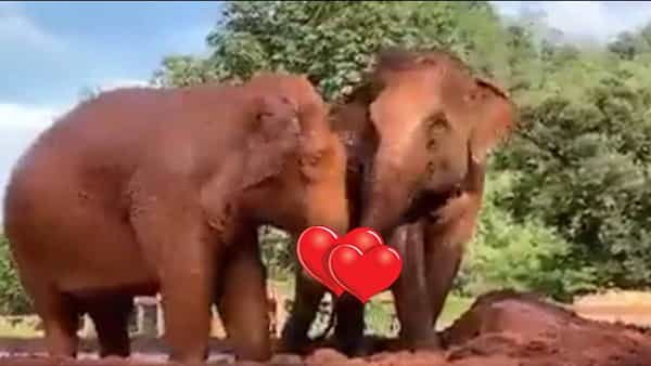 Viral Video: రెండు ఏనుగుల మధ్య చిగురించిన ప్రేమ.. ‘హగ్’ మామూలుగా లేదండోయ్..!