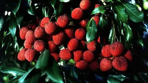 Lychee Benefits: లిచీ చాలా రుచికరమైన పండు.. వేసవిలో తింటే బోలెడు లాభాలు..!
