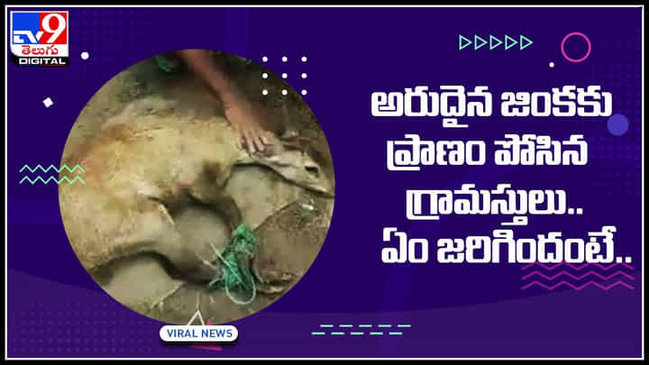 Rare Deer: అరుదైన జింకకు ప్రాణం పోసి మల్లి అడివిలో వదిలేసిన గ్రామస్తులు.. ఏం జరిగిందంటే.. Rare Deer: అరుదైన జింకకు ప్రాణం పోసి మల్లి అడివిలో వదిలేసిన గ్రామస్తులు.. ఏం జరిగిందంటే..