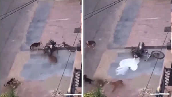 Viral Video: పాలు తాగేందుకు కుక్కులు చేసిన పని అద్భుతం.. కానీ వ్యాపారికి నష్టమే.. ఫన్నీ వీడియో వైరల్