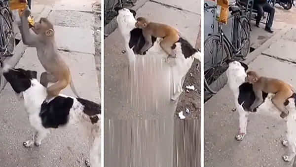 Viral Video: స్నేహమంటే ఇదేరా.. దొంగతనంలో కోతికి సాయం చేసిన కుక్క.. వీడియో చూస్తే వావ్ అనాల్సిందే