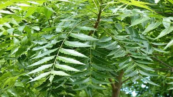 Neem Leaf Benefits: ఖాళీ కడుపుతో వేప ఆకులు తినండి చాలు.. ఆ వ్యాధులు దూరమవుతాయి..