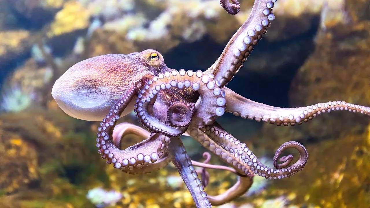 Octopus: పుడుతూనే తల్లిని, పుట్టిన కొంతకాలానికి తండ్రిని కోల్పోయే ఈ సముద్ర జీవి గురించి మీకు తెల్సా
