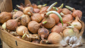 Onion and Garlic: వంటింట్లో ఉండే ఉల్లి, వెల్లుల్లికి మొలకలు ఎందుకు వస్తాయి.. అలాంటివి తింటే మంచిదేనా..?