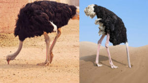 Ostriches: ఉష్ణ పక్షి ఇసుకలో ఎందుకు తల దాచుకుంటుంది..? దీని వెనుక అసలు కారణం ఇదే..!