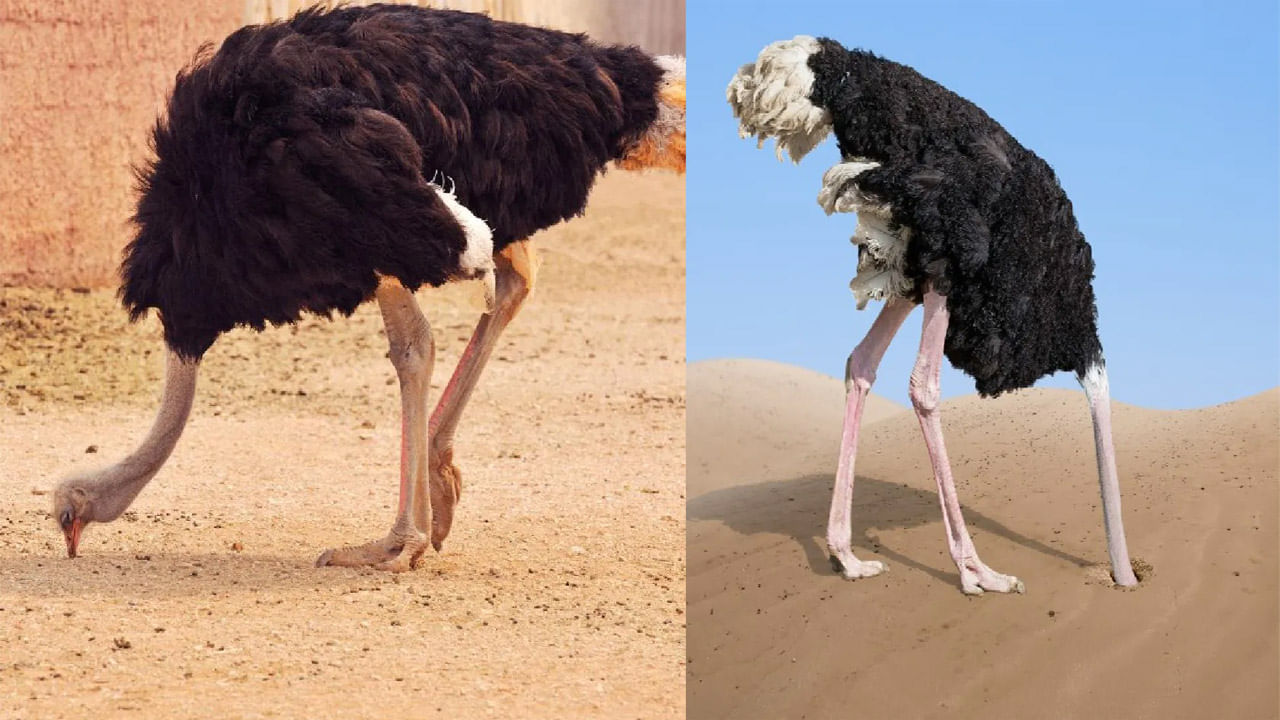 Ostriches: ఉష్ట్రపక్షి ఇసుకలో ఎందుకు తల దాచుకుంటుంది..? దీని వెనుక అసలు కారణం ఇదే..!
