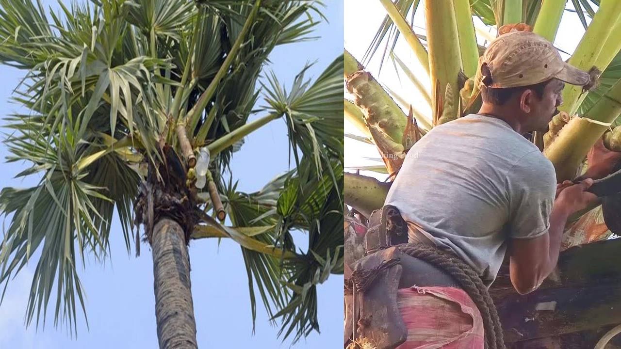 Palm Wine In Bamboo: వేసవి దాహార్తి తీర్చుకోవడానికి సరికొత్త పానకం. బొంగులో కల్లు కోసం బారులు తీరుతున్న జనం