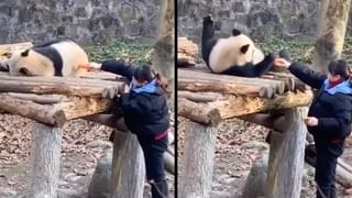 Viral Video: ఓ యువతను అనుకరిస్తూ డ్యాన్స్ చేస్తోన్న చిన్నారి.. భవిష్యత్‌లో అద్భుత డ్యాన్సర్ అంటూ ప్రశంసలు…