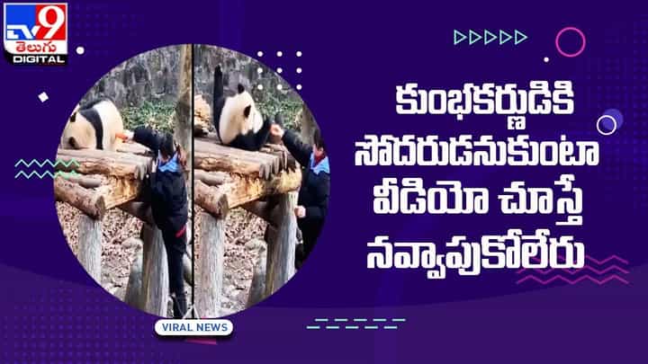 కుంభకర్ణుడికి సోదరుడనుకుంటా !! వీడియో చూస్తే నవ్వాపుకోలేరు కుంభకర్ణుడికి సోదరుడనుకుంటా !! వీడియో చూస్తే నవ్వాపుకోలేరు