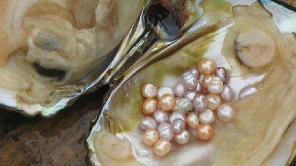 Pearl Farming