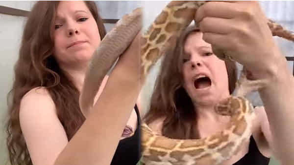 Viral video : విష సర్పంతో చిన్నదాని ఆటలు..కసితో రగిలిపోయిన స్నేక్ ఏం చేసిందో చూస్తే షాక్ అవుతారు..