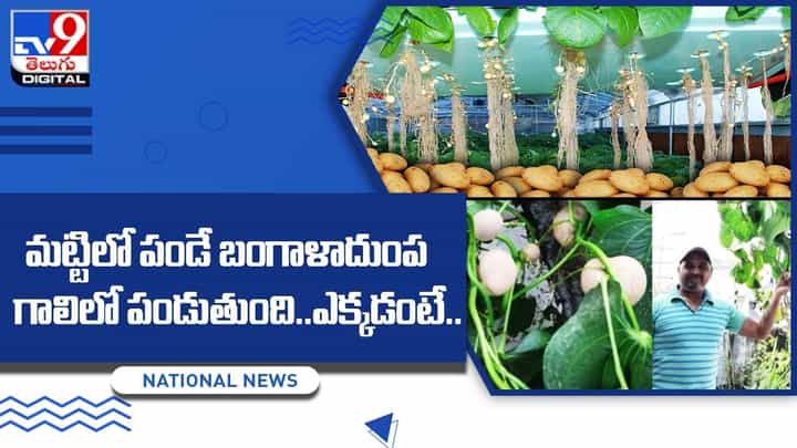 మట్టిలో పండే బంగాళాదుంప గాలిలో పండుతుంది..ఎక్కడంటే.. మట్టిలో పండే బంగాళాదుంప గాలిలో పండుతుంది..ఎక్కడంటే..