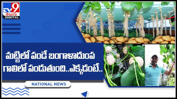 Potato Farming: మట్టిలో మాత్రమే పండే బంగాళాదుంప.. ఇప్పుడు గాలిలో పండుతుంది.. ఎక్కడంటే.. Potato Farming: మట్టిలో మాత్రమే పండే బంగాళాదుంప.. ఇప్పుడు గాలిలో పండుతుంది.. ఎక్కడంటే..