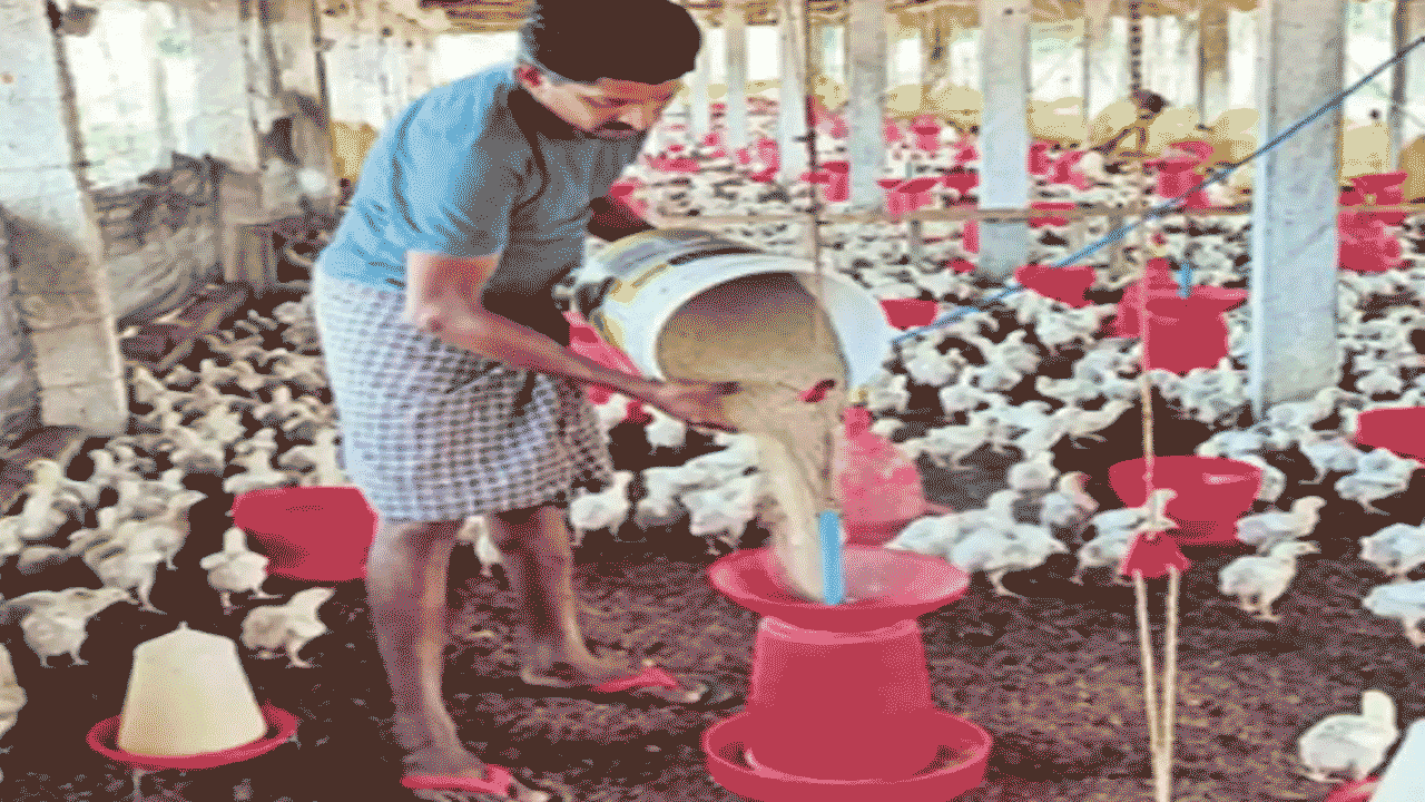 Poultry lockdown : సమ్మె కూత..  చికెన్ ప్రియులకు మరో షాక్  కోళ్ల కొరత  తప్పదా..?