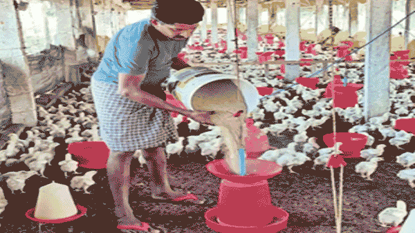 Poultry lockdown : సమ్మె కూత.. చికెన్ ప్రియులకు మరో షాక్ కోళ్ల కొరత తప్పదా..?