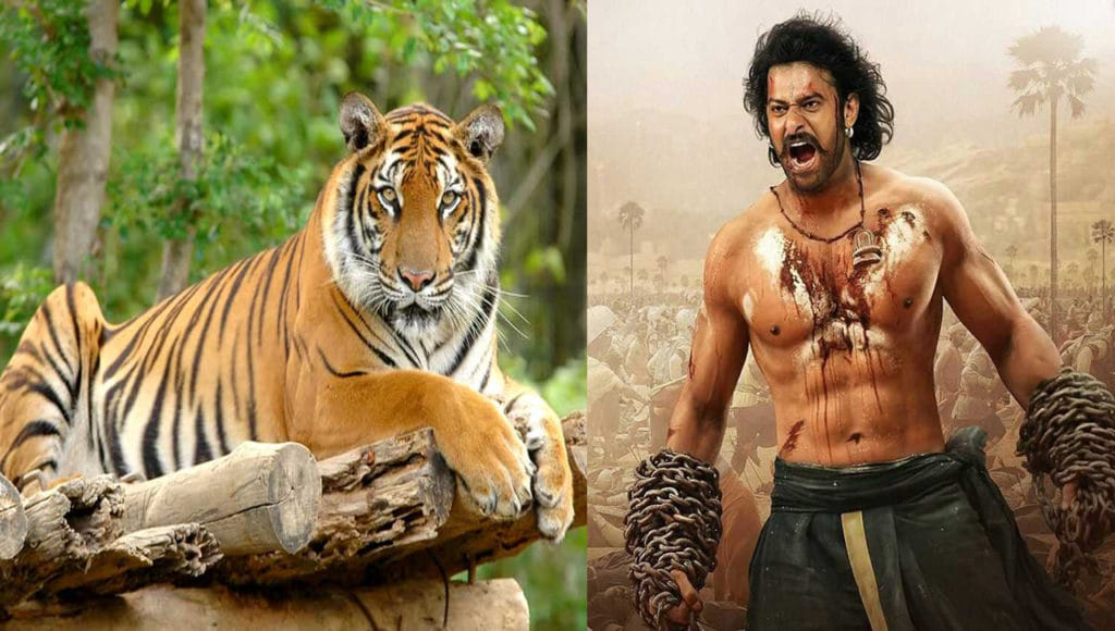 Prabhas Name For Tiger