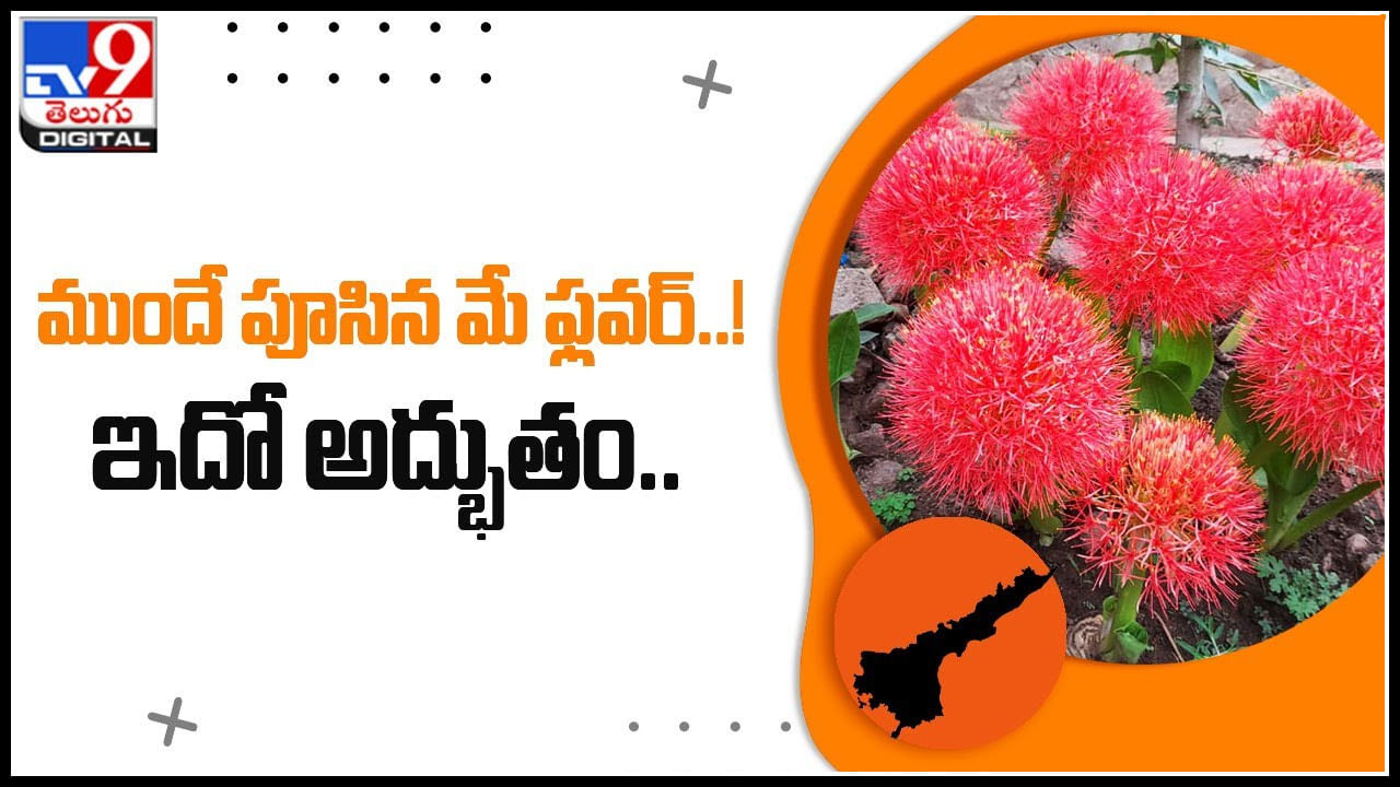 May Flower: ముందే పూసిన మే ఫ్లవర్..! చూసేందుకు రెండు కళ్ళు సరిపోని ఇదో అద్భతం..