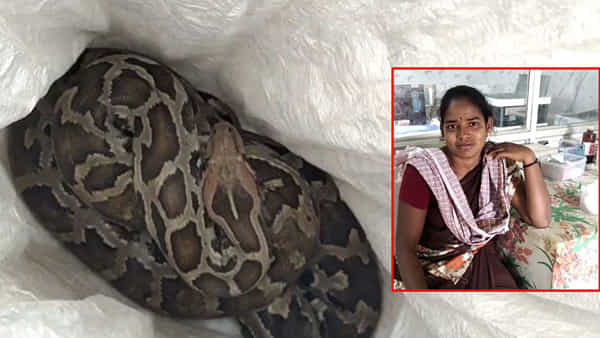 Viral News: భార్య సౌందర్యను కాటు వేసిన కొండచిలువ.. భర్త పాండి చేసిన పనికి అంతా షాక్..