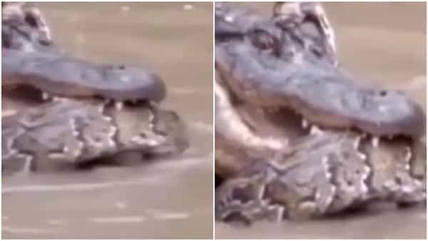 Viral Video: వదిలితేనే వదులుతా.. పంతం పట్టిన మొసలి, కొండ చిలువ.. భీకర పోరులో చివరికి..