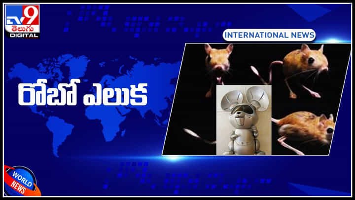 Robotic Mouse Viral Video: శిథిలాల కింద చిక్కుకున్న వారిని గుర్తించేందుకు సరికొత్త రోబో ర్యాట్.. చుస్తే షాకే.. Robotic Mouse Viral Video: శిథిలాల కింద చిక్కుకున్న వారిని గుర్తించేందుకు సరికొత్త రోబో ర్యాట్.. చుస్తే షాకే..