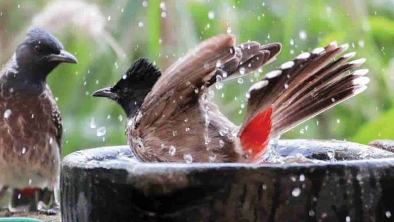 Save Birds: పక్షుల దాహార్తిని తీర్చే సూపర్ ఐడియా ఇది.. సెల్యూట్ అంటున్న యానిమల్ లవర్స్..