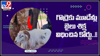 Cat viral video: ఒళ్లు విరుచుకుంటు పిల్లి వేషాలు చుస్తే నవ్వు ఆపుకోలేరు..