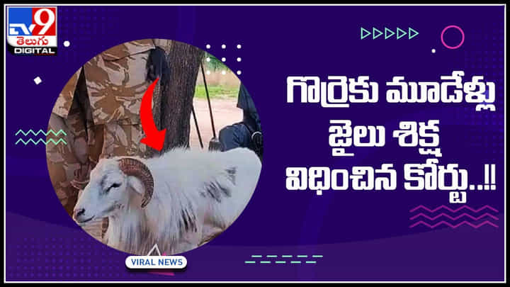 Sheep Viral Video: గొర్రెకు మూడేళ్లు జైలు శిక్ష విధించిన కోర్టు..! ఎందుకో , ఎక్కడో తెలుసా..? Sheep Viral Video: గొర్రెకు మూడేళ్లు జైలు శిక్ష విధించిన కోర్టు..! ఎందుకో , ఎక్కడో తెలుసా..?