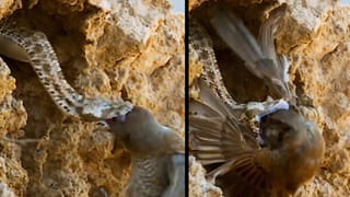 Viral Photo: కళ్లు చెదిరే పజిల్.. ఈ ఫోటోలో ఉన్న జంతువు ఏంటో కనిపెడితే మీరే గ్రేట్.!