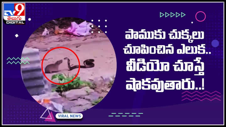 Snake-Rat: తక్కువ చేస్తే ఇట్లనే ఉంటది.. పాముకు చుక్కలు చూపించిన ఎలుక.. వీడియో చూస్తే షాకవుతారు..! Snake-Rat: తక్కువ చేస్తే ఇట్లనే ఉంటది.. పాముకు చుక్కలు చూపించిన ఎలుక.. వీడియో చూస్తే షాకవుతారు..!