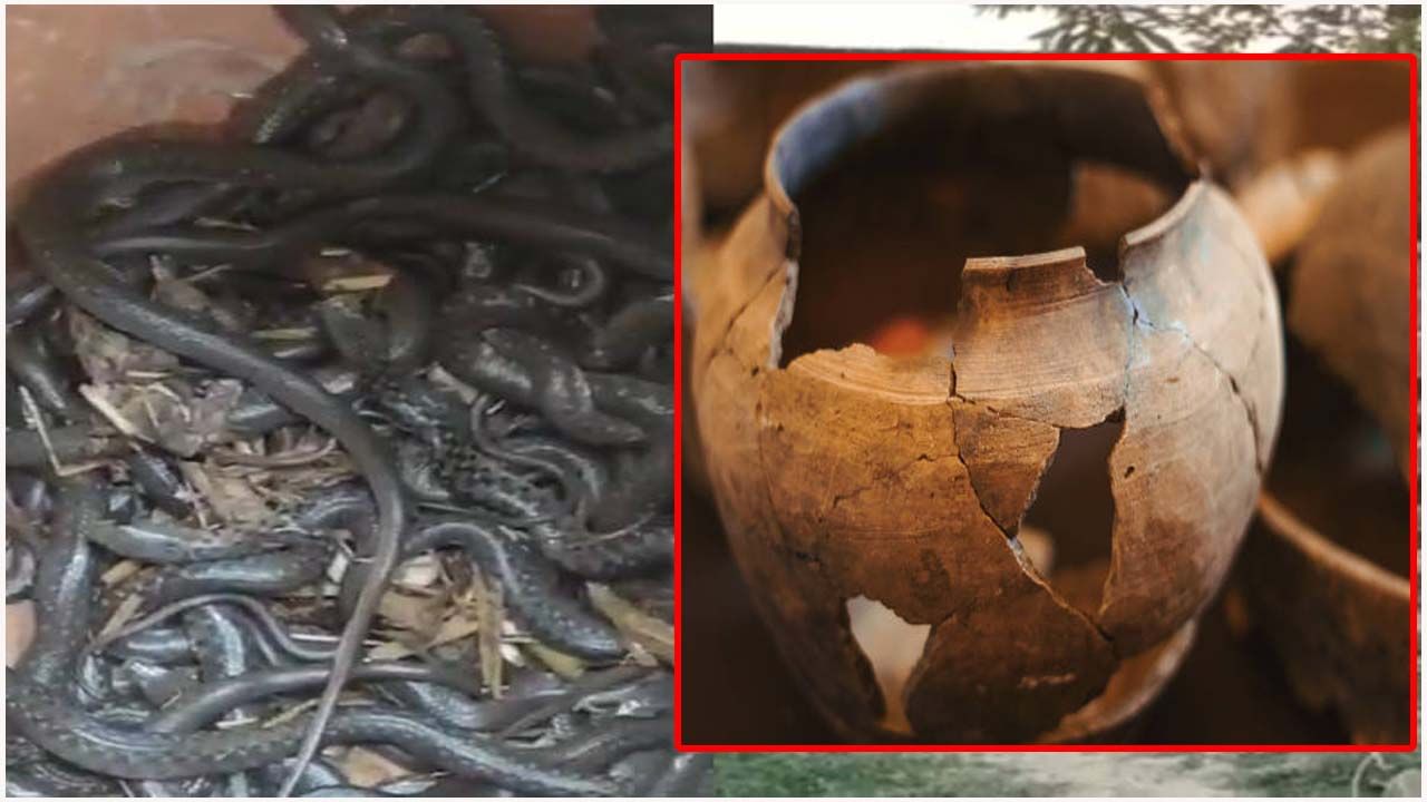 Snakes Found: ఇంట్లో చాలాకాలంగా మట్టి కుండలు.. తెరిచి చూసిన యాజమాని షాక్..