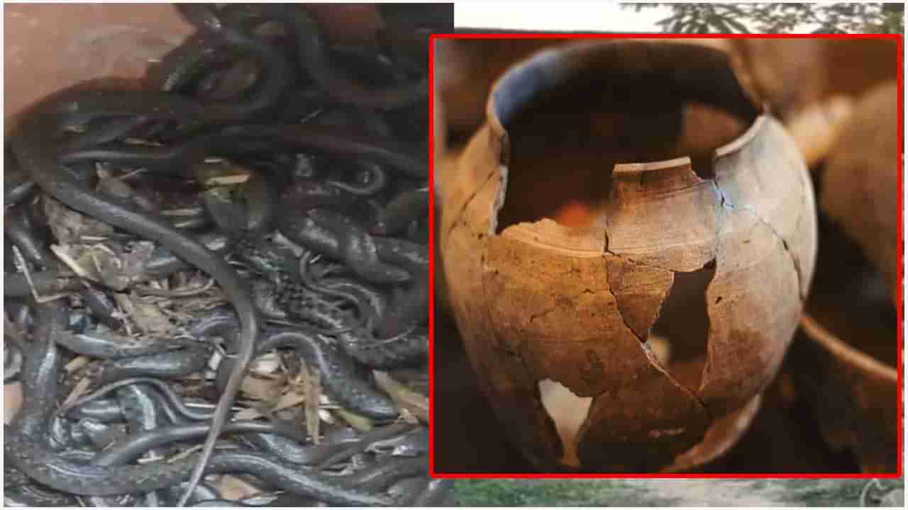 Snakes Found: ఇంట్లో చాలాకాలంగా మట్టి కుండలు.. తెరిచి చూసిన యాజమాని షాక్..