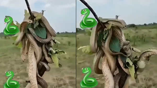Viral Video: ఒకే చెట్టుపై కుప్పలు.. తెప్పలుగా పాములు.. వీడియో చూస్తే ఒళ్లు గగుర్పొడవాల్సిందే