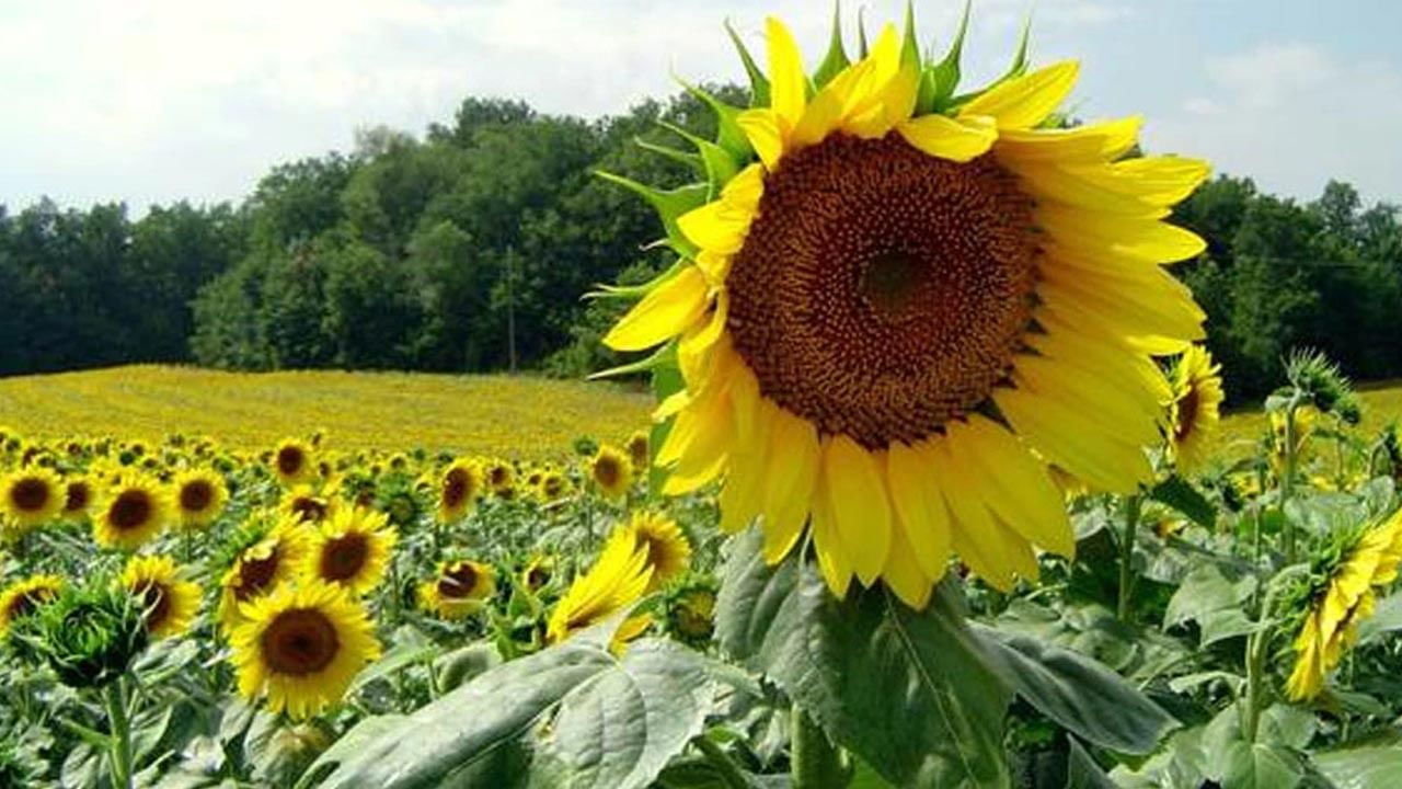 Sunflower Seeds శరీరంలో అధిక కొలెస్ట్రాల్‌‌తో బాధపడుతున్నారా..? అయితే