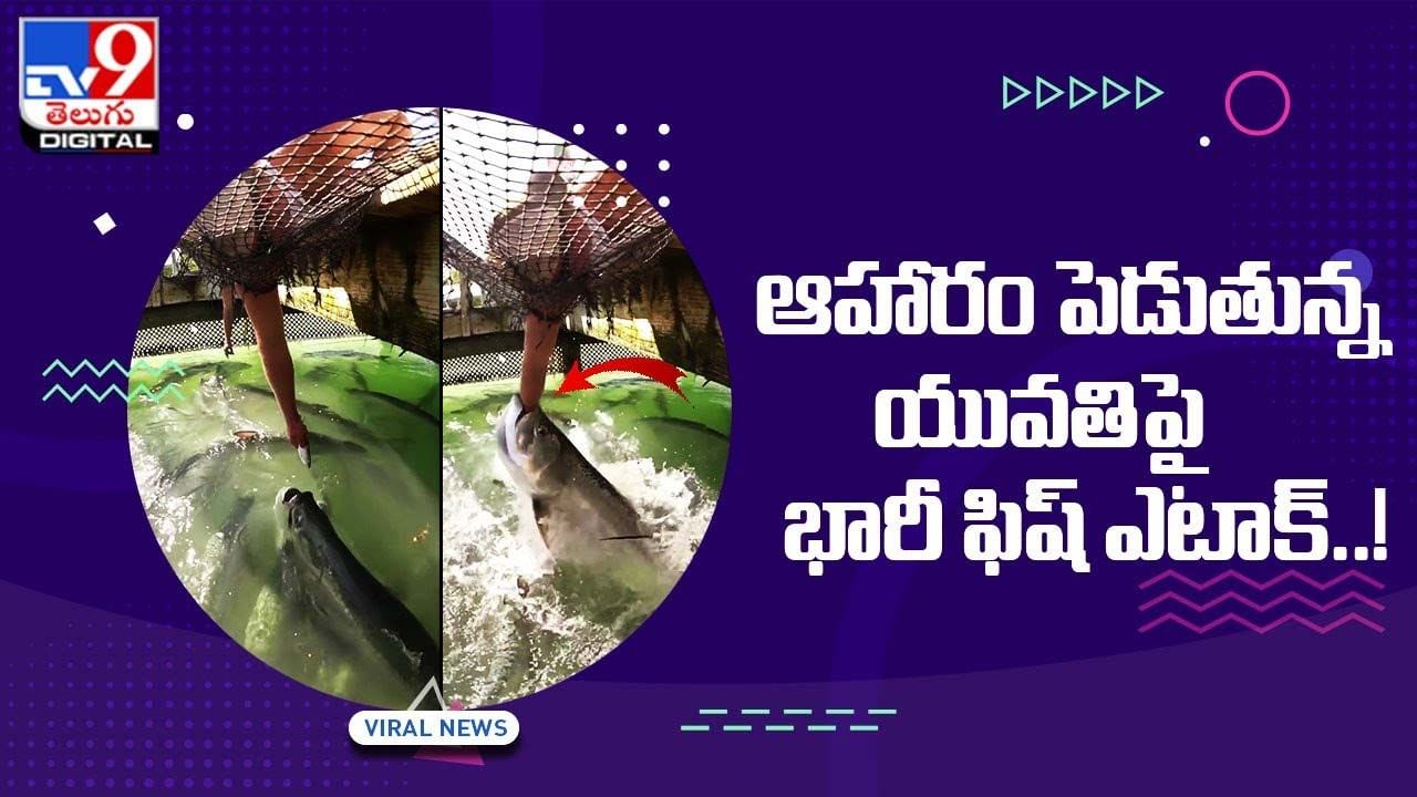 Viral Video: ఆహారం పెడుతున్న యువతిపై భారీ ఫిష్‌ ఎటాక్‌..!