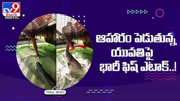 Viral Video: ఆహారం పెడుతున్న యువతిపై భారీ ఫిష్ ఎటాక్..! Viral Video: ఆహారం పెడుతున్న యువతిపై భారీ ఫిష్ ఎటాక్..!