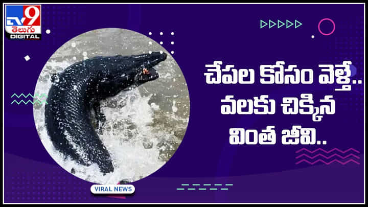 Viral Video: చేపల కోసం వెళ్తే.. వలకు చిక్కిన వింత జీవి.. షాక్ లో మత్స్యకారులు.. వైరల్ అవుతున్న వీడియో.. Viral Video: చేపల కోసం వెళ్తే.. వలకు చిక్కిన వింత జీవి.. షాక్ లో మత్స్యకారులు.. వైరల్ అవుతున్న వీడియో..