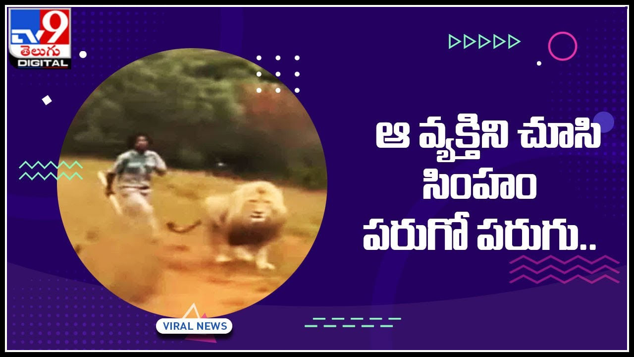 Lion Running: వ్యక్తిని చూసి సింహం పరుగో పరుగు నెట్టింట వైరల్‌ అవుతున్న షాకింగ్‌ వీడియో