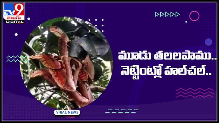 Three Head Snake: మూడు తలలపాము.. సోషల్ మీడియాలో హల్చల్.. చుస్తే షాక్ అవ్వాల్సిందే.. Three Head Snake: మూడు తలలపాము.. సోషల్ మీడియాలో హల్చల్.. చుస్తే షాక్ అవ్వాల్సిందే..