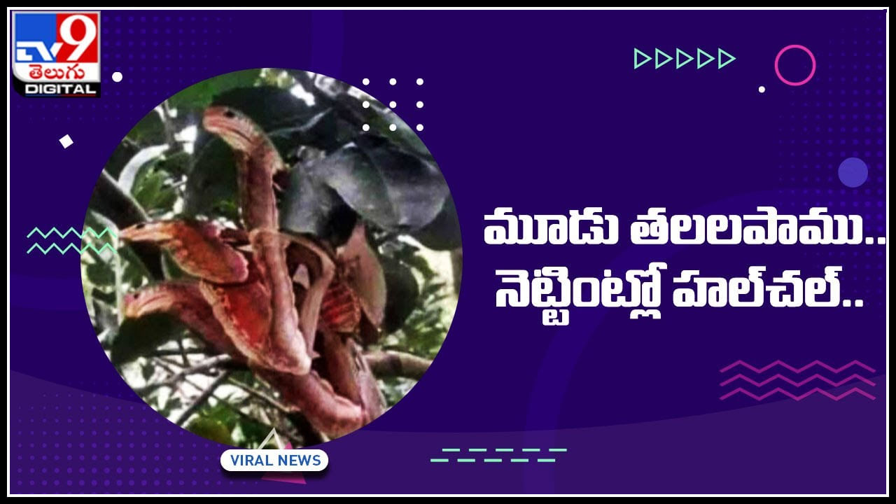 Three Head Snake: మూడు తలలపాము.. సోషల్‌ మీడియాలో హల్‌చల్‌.. చుస్తే షాక్ అవ్వాల్సిందే..