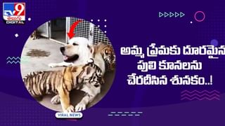 Viral Video: ఒకేసారి రెండు రుచులు చూసేస్తున్న స్ప్లిట్‌ టంగ్‌ లేడీ