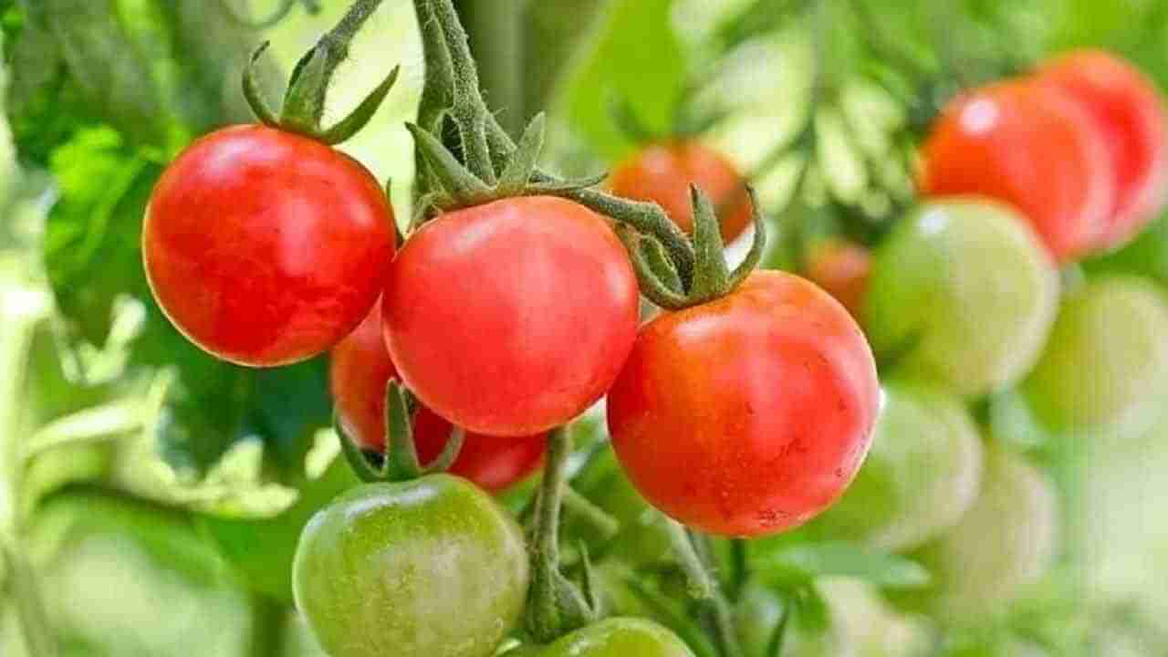 Tomato Price Hike: సామాన్యులకి షాక్‌ ఇస్తున్న టమోట..రోజు రోజుకి ధరల పెరుగదల.. కారణం ఏంటంటే..?