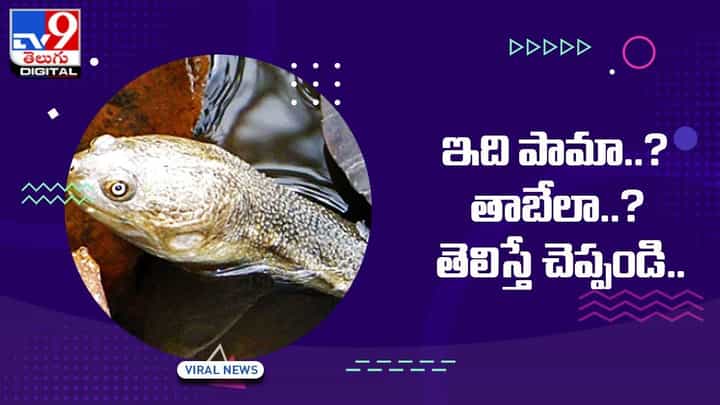 Viral Video: ఇది పామా ? ? తాబేలా ?? తెలిస్తే చెప్పండి Viral Video: ఇది పామా ? ? తాబేలా ?? తెలిస్తే చెప్పండి