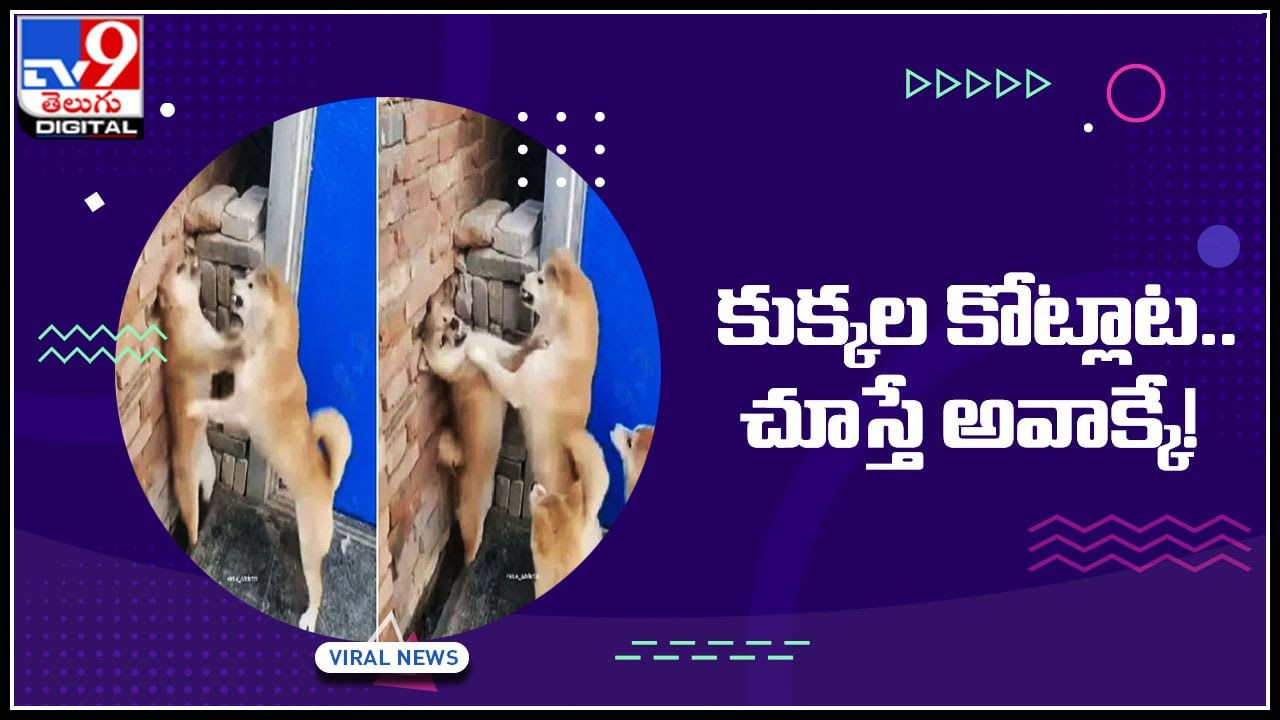 Dogs Fight: పొట్టు పొట్టుగా కొట్టుకుంటున్న కుక్కలు.. చూస్తే అవాక్కే..! వీడియో చూస్తే ఫ్యూజులు ఔటే..