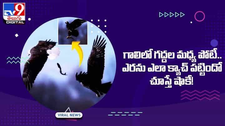 Viral Video: గాలిలో గద్దల మధ్య పోటీ.. ఎరను ఎలా క్యాచ్ పట్టిందో చూస్తే షాకే Viral Video: గాలిలో గద్దల మధ్య పోటీ.. ఎరను ఎలా క్యాచ్ పట్టిందో చూస్తే షాకే