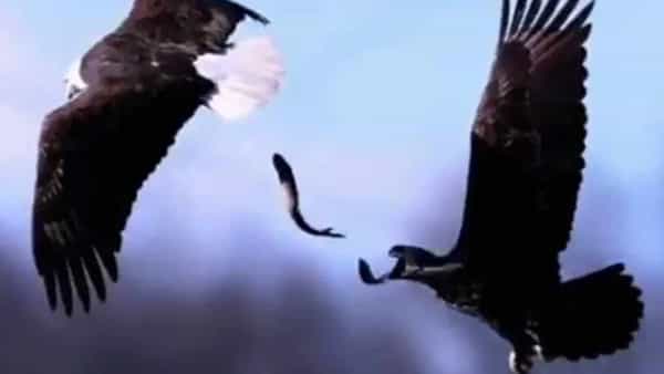 Viral Video: గాలిలో గద్దల మధ్య పోటీ.. చేపని ఎలా క్యాచ్ పట్టిందో చూస్తే నోరెళ్లబెడుతారు..!